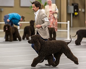 201 - CH Realta & Sycomore O’Boy
