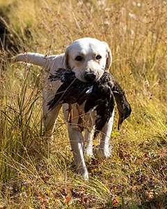Grampian Happily Ever After RN JH CC WC (Henry)