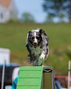20170521-NEAT-1844.jpg