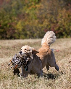 Cersei