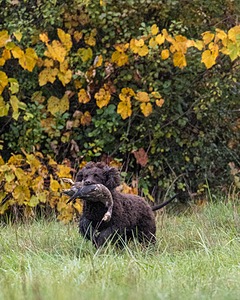 Ghillie Kezer