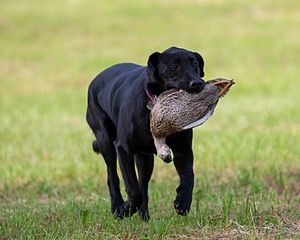 Sneak Carpenter