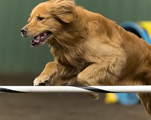 Pup-Pup Beaulieu