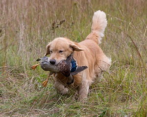 Opie McGee
