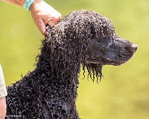 Ghillie