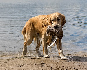 Ghillie Deresienska