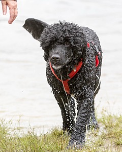 Phelps