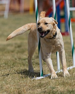 20150614-CCKC-1728.jpg