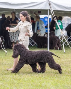 20 - GCHS CH POOLE'S IDE SAY NO MORE OHS CD RE JH DS (Simone)