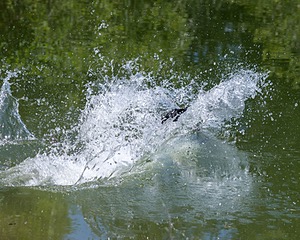 Otter Marro