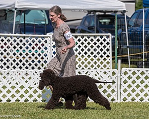 62 - GCH CH Chantico's Dark And Stormy BN RN (Kiera)