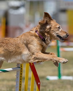 20150614-CCKC-1744.jpg