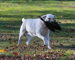 Taffy