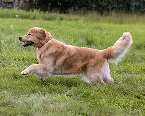 Alistair