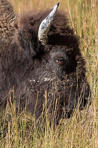 Bison, Yellowstone National Park