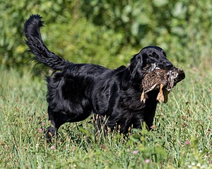Cooper Westcot
