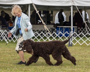 07 - GCH CH CASTLEHILL'S RAMBLIN' RAFAEL O'CRISPIN BN (Rafi)