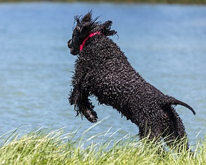 Simone