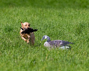20170603-SHRL-1045.jpg