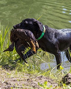 Dash Eaton