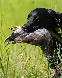 Ranger Schuko