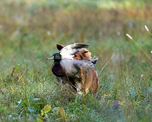 Merlot Quackenbush