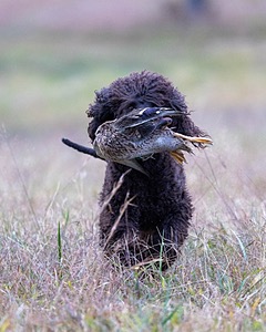 Ghillie Kezer