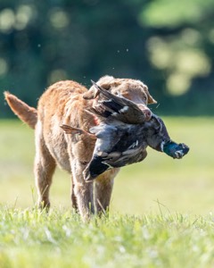 Poacher Bellanceau