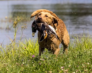 Odie