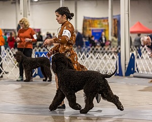 15 - CH POOLE'S IDE DARK KNIGHT (Oscar)