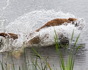 Hunter Law