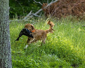 Kammie Annunziato