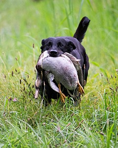 20170805-MH1-0009.jpg