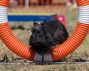 20160618-CCKC-2239.jpg