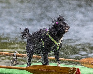 Dottie Notestine
