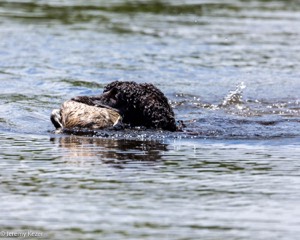 Ghillie