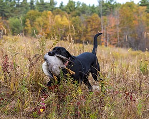 Iowa Pointing Labs Messinger's Kel (Kel)