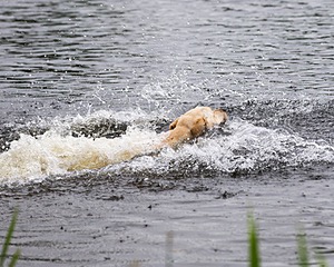 Goose