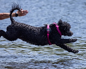 Tango Abbruzzese