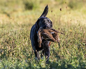 Ranger schuko