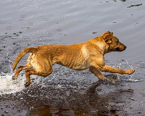 Gauge Kilby