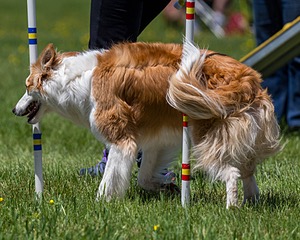 20170520-NEAT-1487.jpg