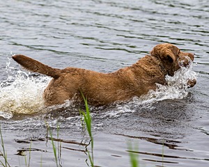 Hunter Law
