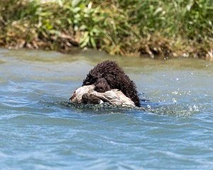 Ghillie