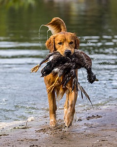 Moose Curtis