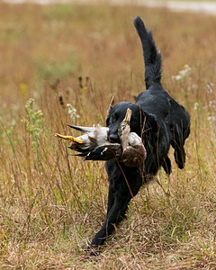 Quinn