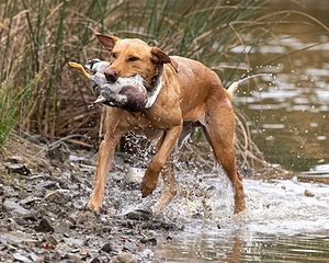 Patron Lewis