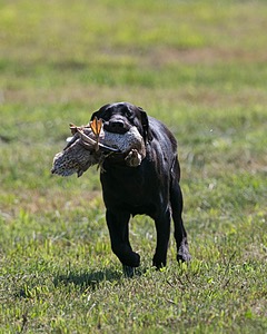 Moose Planty