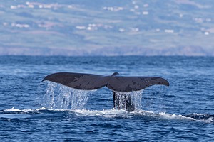 Sperm Whale