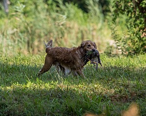 Ranger Wisniewski
